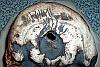 The Skull of the Daemon Rumphapithecus #16