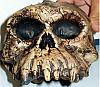 The Skull of the Daemon Rumphapithecus #5