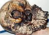 The Skull of the Daemon Rumphapithecus #6