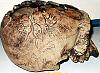 The Skull of the Daemon Rumphapithecus #7