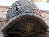 Turtle #1